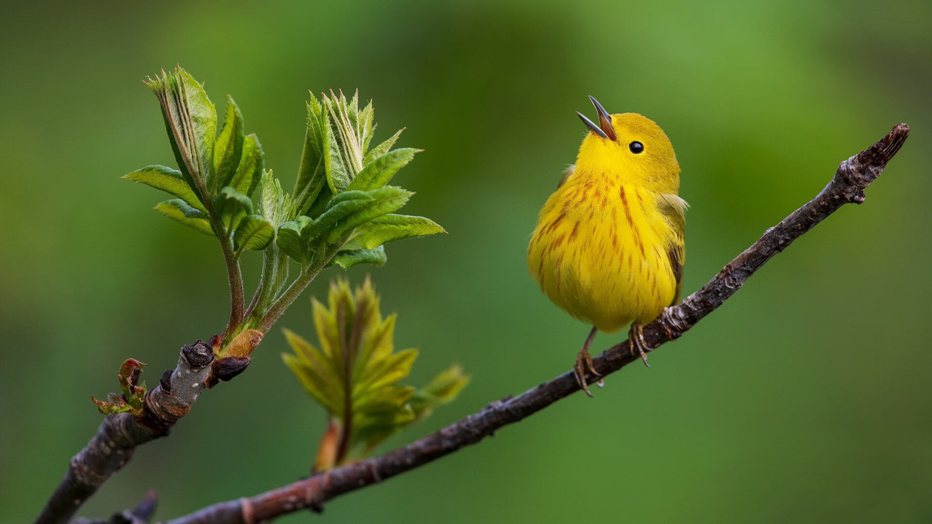 冰火交响曲，当绝杀烽火遇上纪录银河