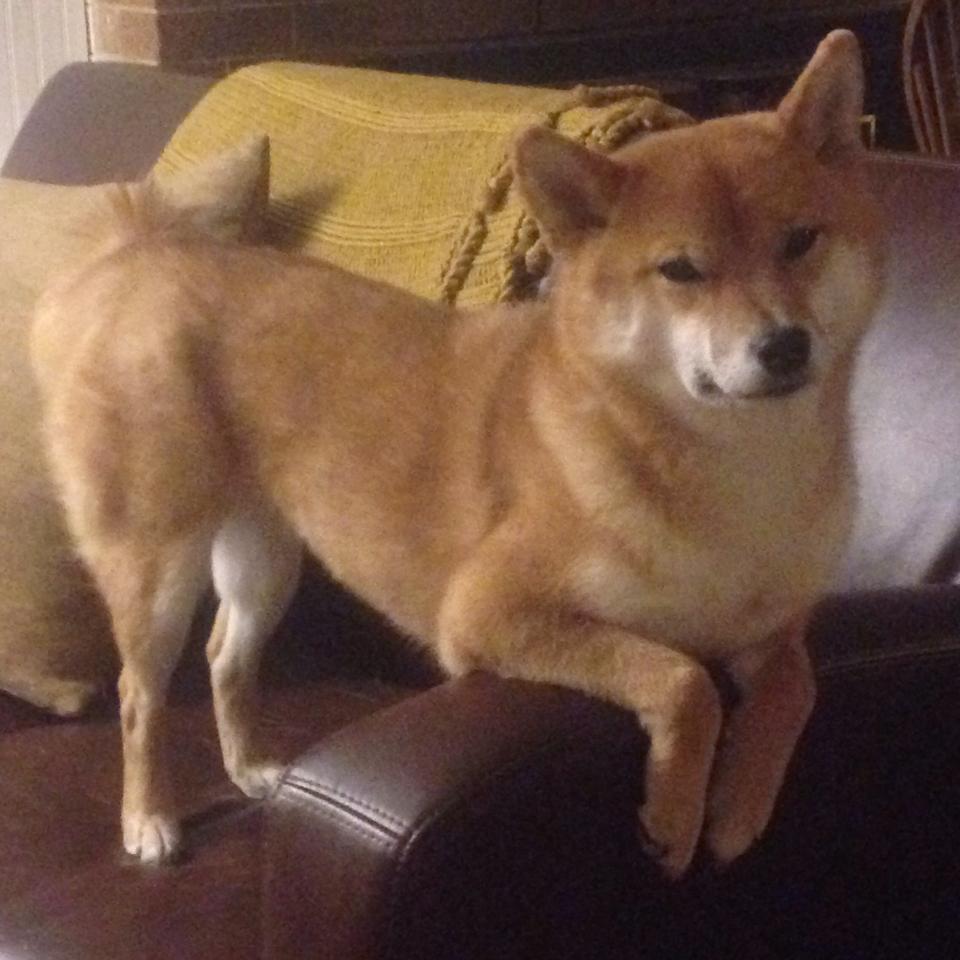 东欧雪狼对峙远东铁骑，杜兰特的孤城救赎