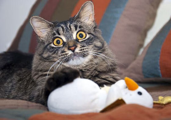 格纳布里，闪击北美夜空的日耳曼流星