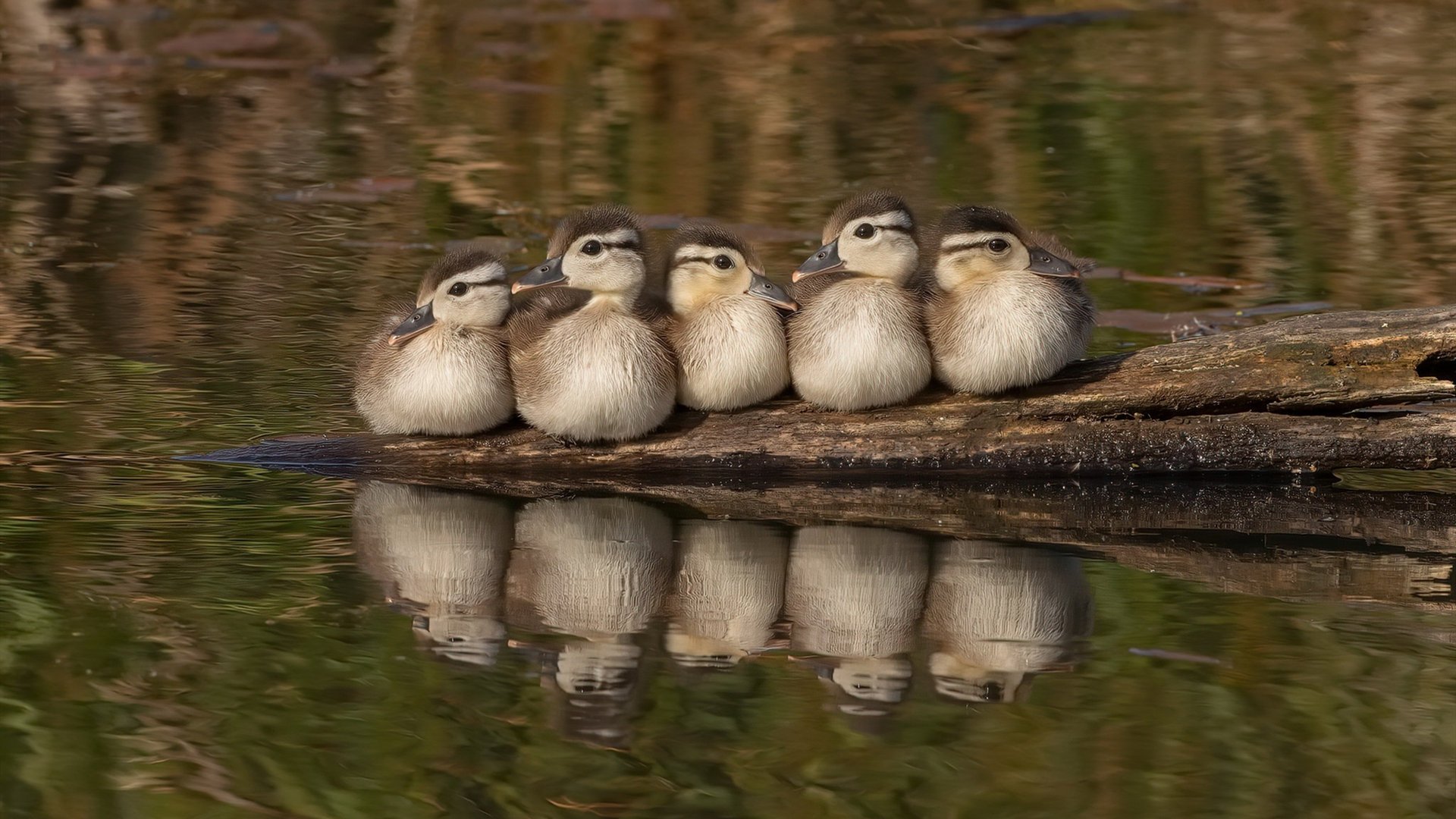 爱游戏-孤胆英雄与精密机器，范戴克的交响乐，莱比锡的手术刀