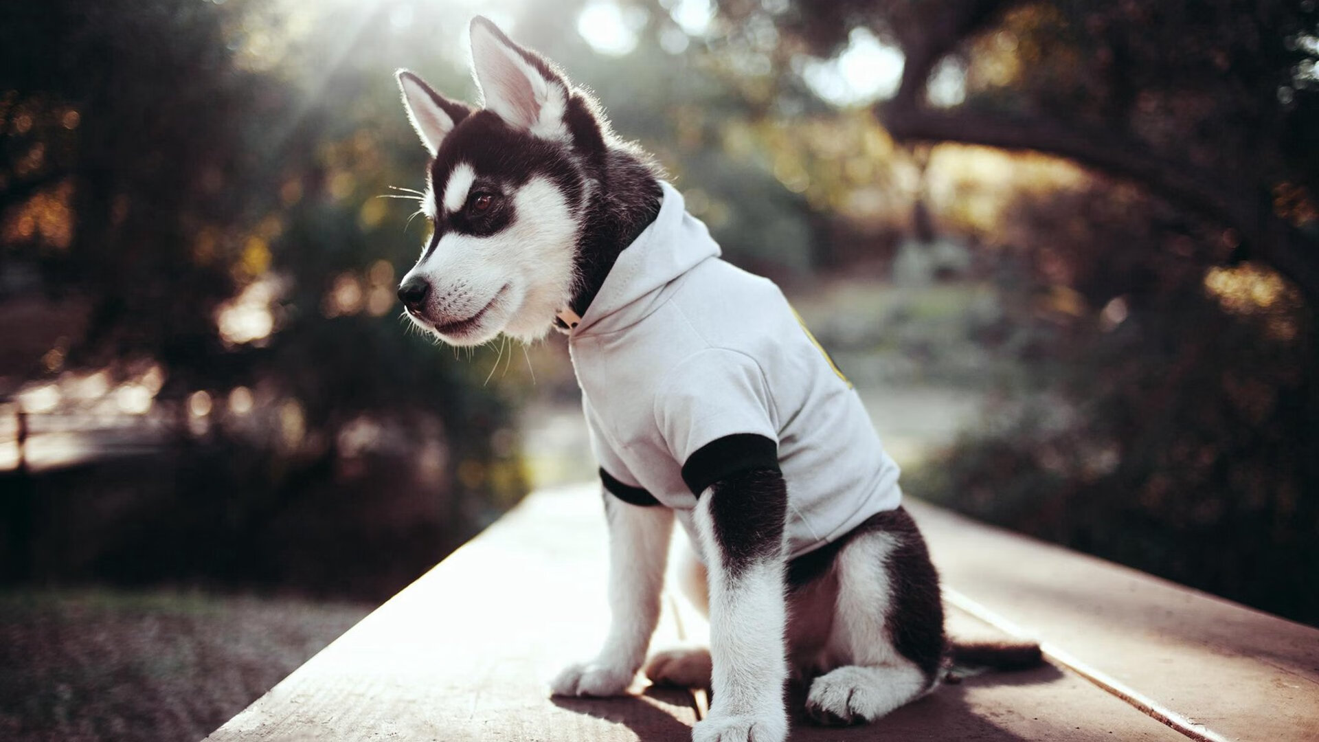 神换人与恩佐时间—瑞典逆转南非背后的战术智慧与关键先生诞生