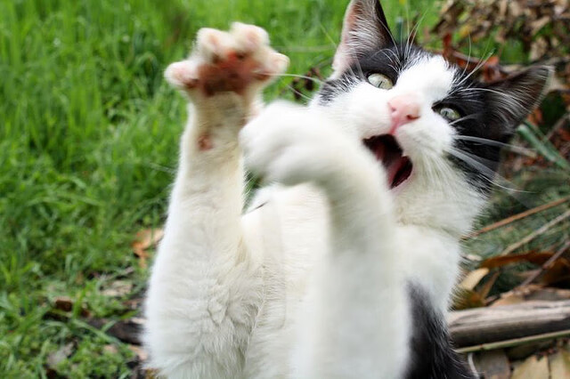 爱游戏tv-未出场者如何决定比赛，杜兰特幽灵决胜重塑鹈鹕湖人宿命逻辑