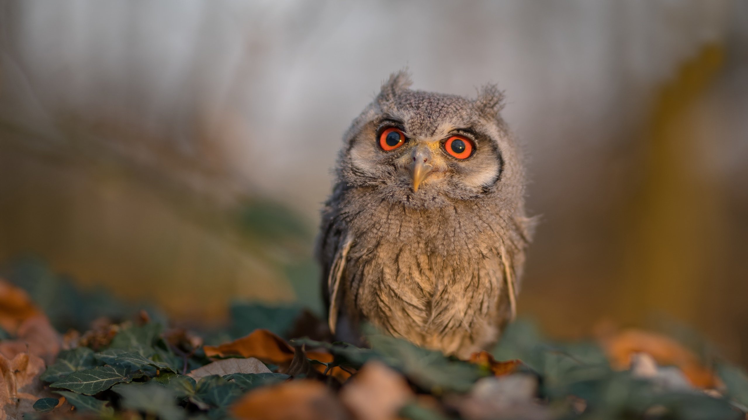 爱游戏在线-当狐狸披上长城战袍，福克斯48分神迹助北京队历史性击退森林狼