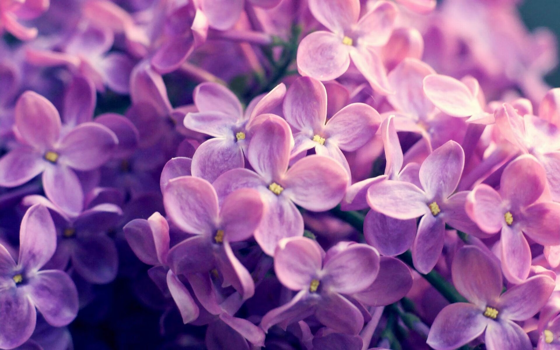 当质疑声如潮,范弗利特一针见血,火箭绝杀奇才,老将用行动为自己正名