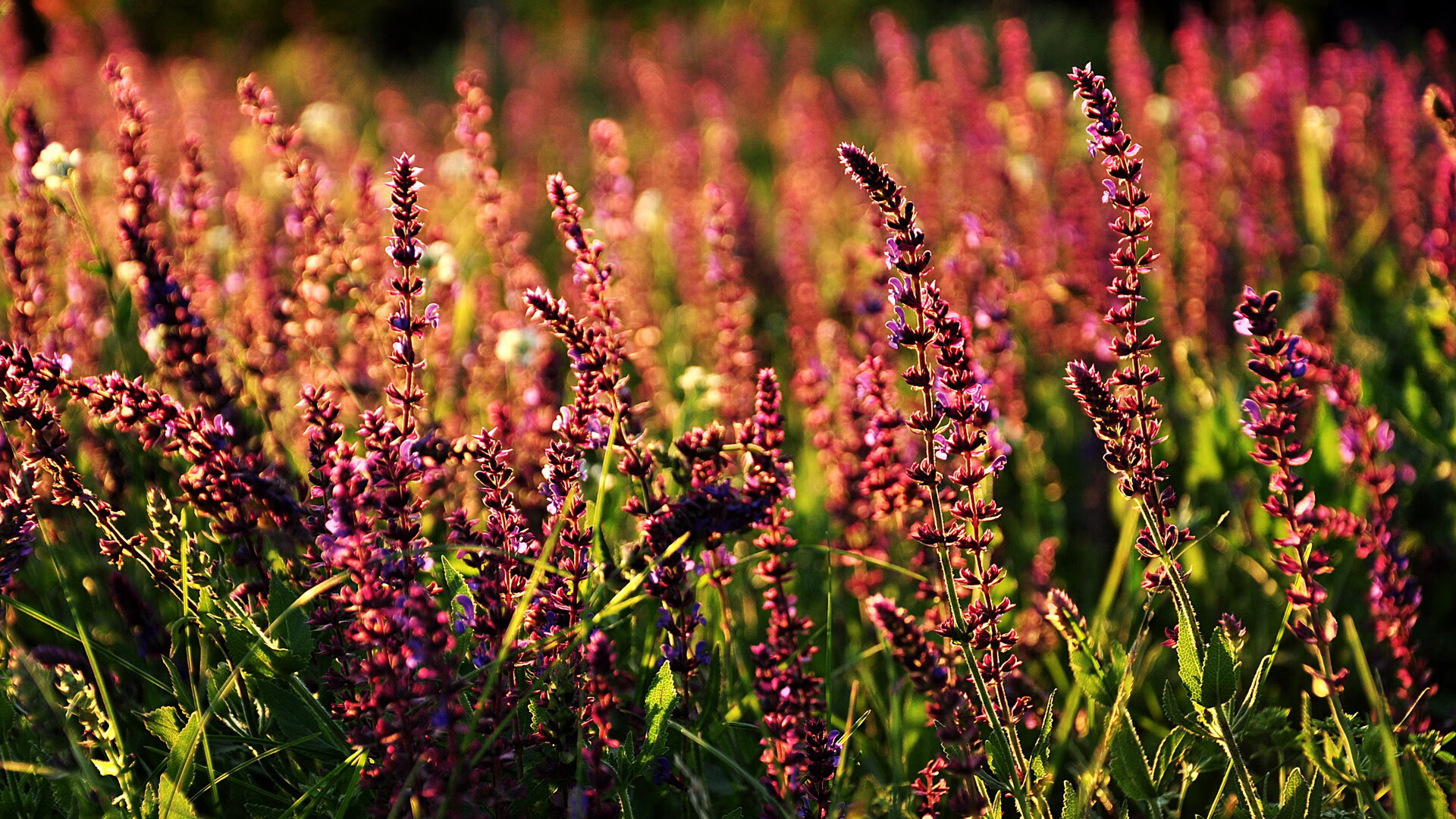 一，红魔尖刀显锋芒，非洲雄鹰摧枯拉朽—拉什福德关键战定乾坤，尼日利亚三球完胜安哥拉提前晋级二，关键先生拉什福德一剑封喉，尼日利亚高效出击终结悬念送安哥拉回家