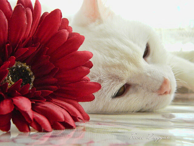 扩展思维，文章标题