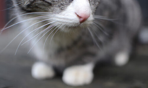 爱游戏入口-绿茵棋局，2026世界杯出线战，墨西哥以节奏为刃，迪亚斯执棋破澳